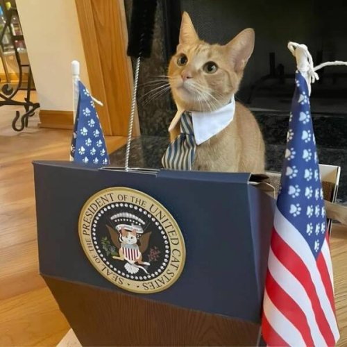 Picdump