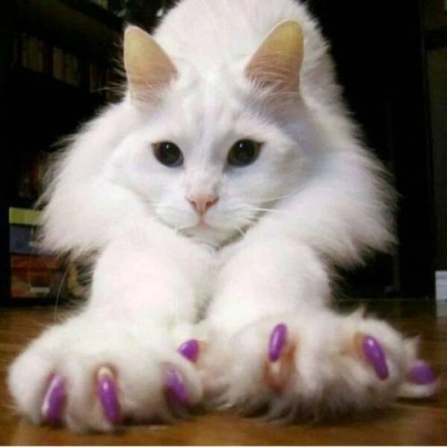 Picdump