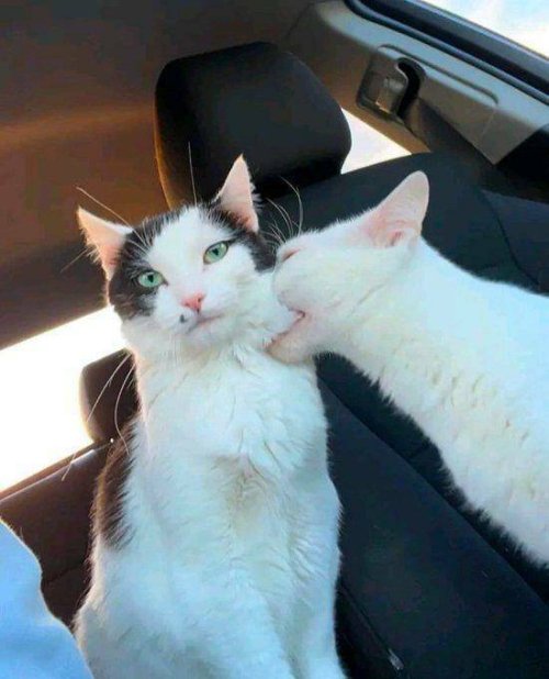 Picdump