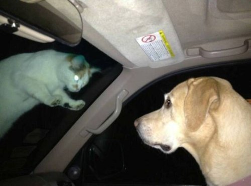 Picdump