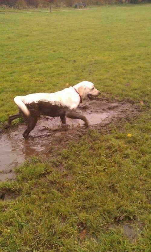 Picdump