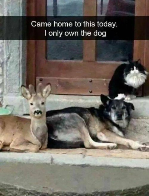 Picdump
