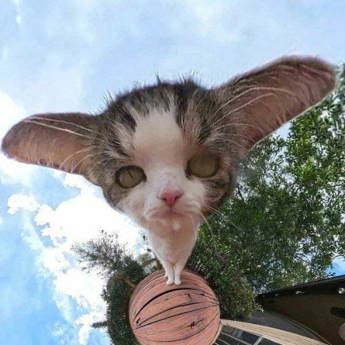 Picdump