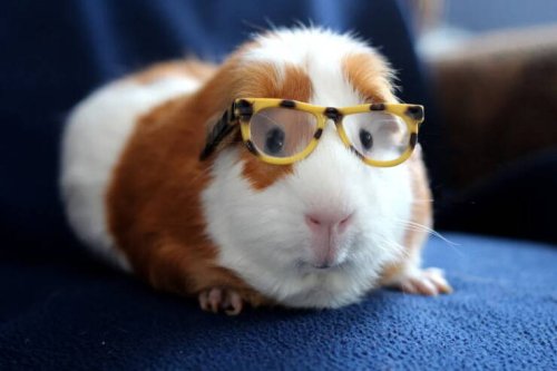 Picdump