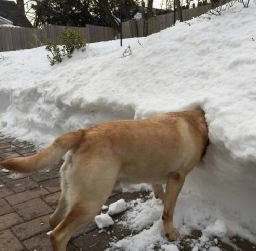 Picdump