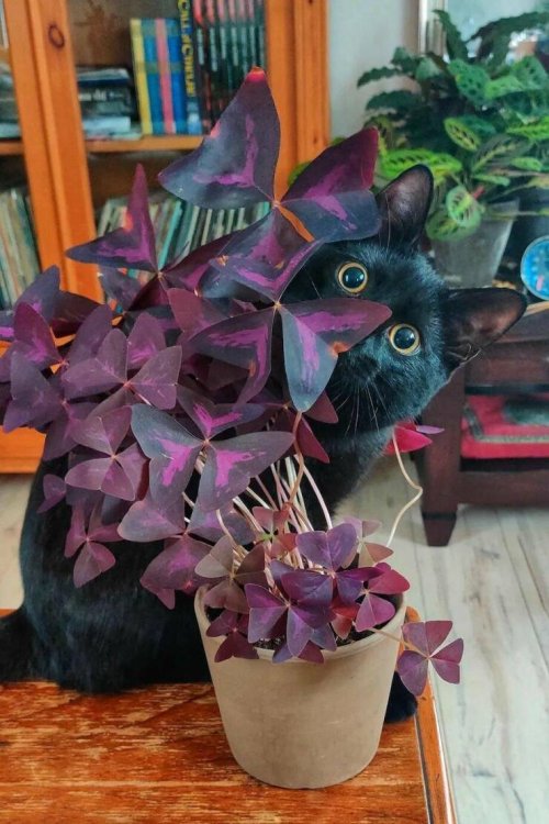 Picdump