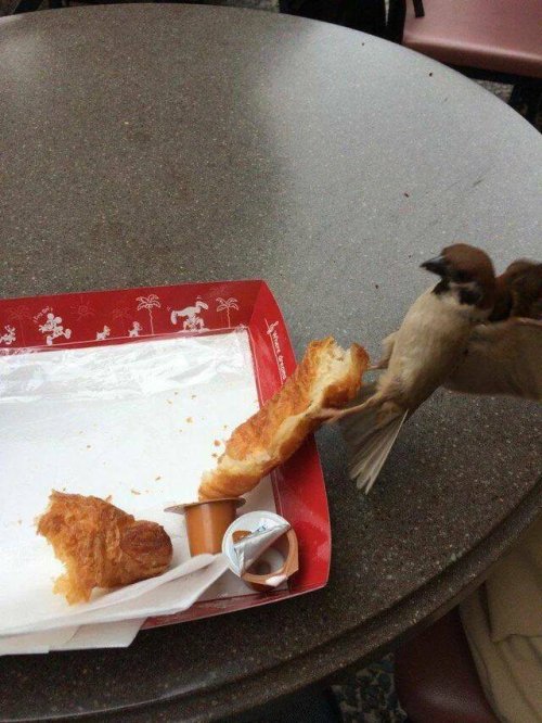 Picdump