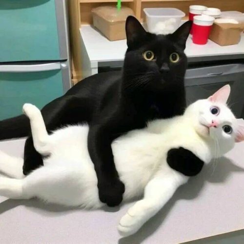 Picdump
