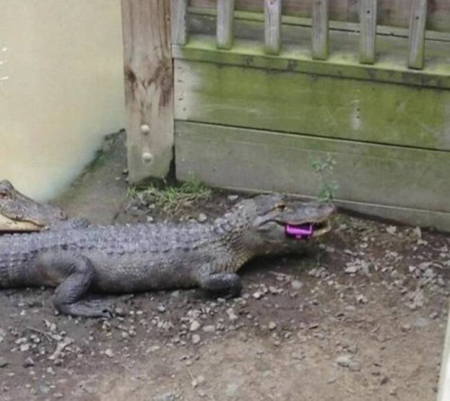 Picdump