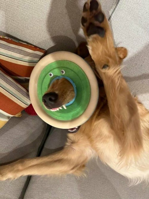 Picdump